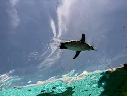 天王寺動物園に投稿された画像（2026/5/9）