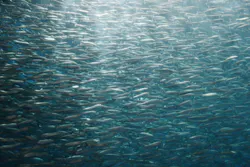 名古屋港水族館に投稿された画像（2026/5/9）