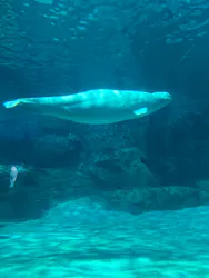 名古屋港水族館に投稿された画像（2026/5/9）
