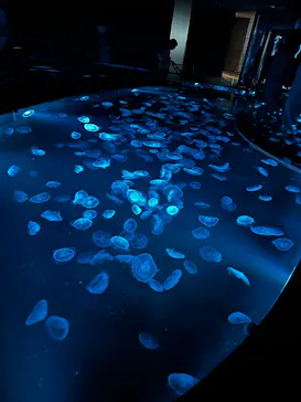 すみだ水族館に投稿された画像（2026/5/9）