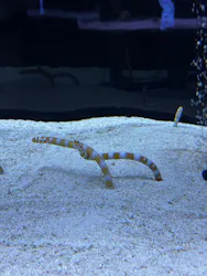 すみだ水族館に投稿された画像（2026/5/9）