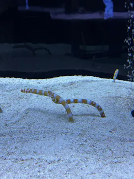 すみだ水族館に投稿された画像（2026/5/9）