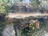 恩賜上野動物園に投稿された画像（2026/5/9）