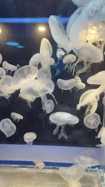しながわ水族館に投稿された画像（2026/5/9）