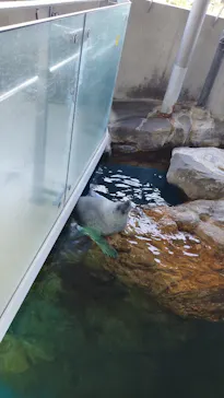 しながわ水族館に投稿された画像（2026/5/9）