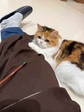 Cat Café MOFF 仙台PARCO店に投稿された画像（2026/5/9）