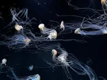 サンシャイン水族館に投稿された画像（2026/5/9）