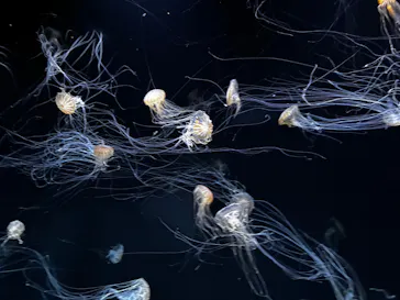 サンシャイン水族館に投稿された画像（2026/5/9）