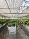 strawberry farm ふじもとに投稿された画像（2026/5/9）