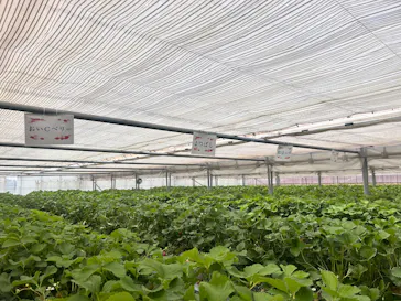 strawberry farm ふじもとに投稿された画像（2026/5/9）