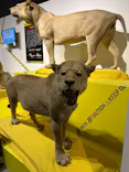 特別展「超危険生物展　科学で挑む生き物の本気」に投稿された画像（2026/5/9）