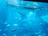 沖縄美ら海水族館に投稿された画像（2026/5/9）