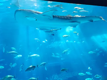 沖縄美ら海水族館に投稿された画像（2026/5/9）