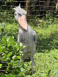 恩賜上野動物園に投稿された画像（2026/5/9）