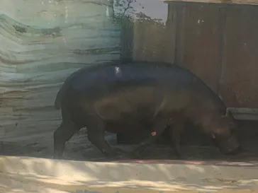 恩賜上野動物園に投稿された画像（2026/5/9）