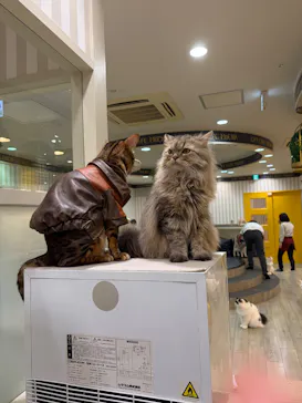 猫カフェモカ 京都河原町店に投稿された画像（2026/5/9）