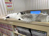 猫カフェモカ 京都河原町店に投稿された画像（2026/5/10）