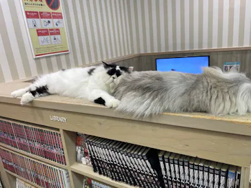 猫カフェモカ 京都河原町店に投稿された画像（2026/5/9）