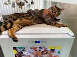 猫カフェモカ 京都河原町店に投稿された画像（2026/5/10）