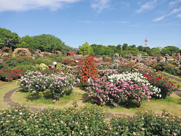 京成バラ園に投稿された画像（2026/5/9）