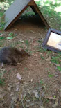 こども動物自然公園（埼玉県公園緑地協会）に投稿された画像（2026/5/10）