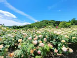 いばらきフラワーパークに投稿された画像（2026/5/10）