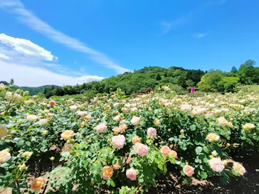 いばらきフラワーパークに投稿された画像（2026/5/10）