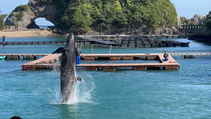 太地町立くじらの博物館の口コミ ｜クジラショーが唯一観られる場所