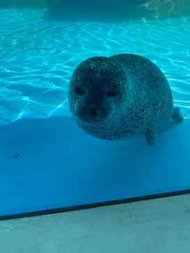 越前松島水族館に投稿された画像（2026/5/10）