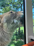 多摩動物公園 ライオンバス乗車券に投稿された画像（2026/5/10）