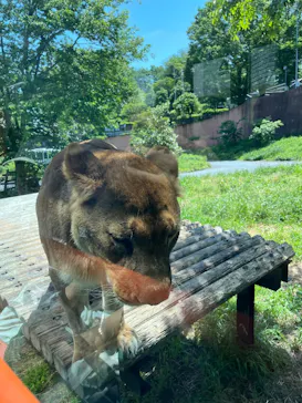 多摩動物公園 ライオンバス乗車券に投稿された画像（2026/5/10）