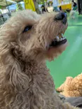 つくばわんわんランドに投稿された画像（2026/5/10）