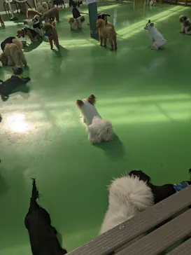 つくばわんわんランドに投稿された画像（2026/5/10）