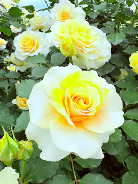 京成バラ園に投稿された画像（2026/5/10）