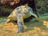 九十九島水族館海きららに投稿された画像（2026/5/10）
