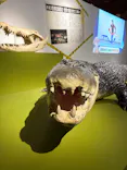 特別展「超危険生物展　科学で挑む生き物の本気」に投稿された画像（2026/5/10）
