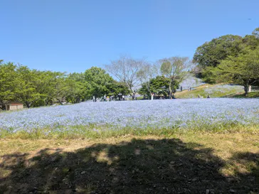 こうべアグリパークネモフィラの丘に投稿された画像（2026/5/10）