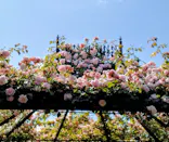 横浜イングリッシュガーデンに投稿された画像（2026/5/10）