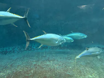 葛西臨海水族園に投稿された画像（2026/5/10）