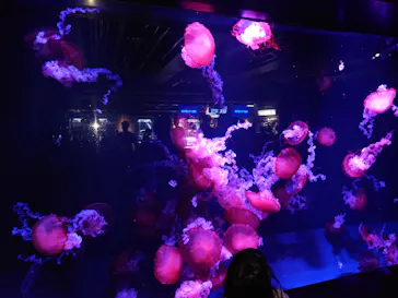 京都水族館に投稿された画像（2026/5/10）