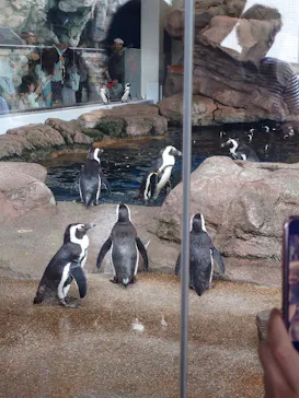 京都水族館に投稿された画像（2026/5/10）