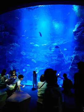 京都水族館に投稿された画像（2026/5/10）