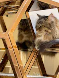 猫カフェモカ　イオンモール幕張新都心店に投稿された画像（2026/5/10）