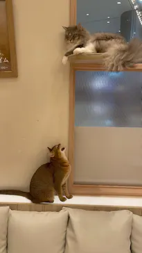 猫カフェモカ　イオンモール幕張新都心店に投稿された画像（2026/5/10）
