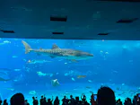 沖縄美ら海水族館に投稿された画像（2026/5/10）