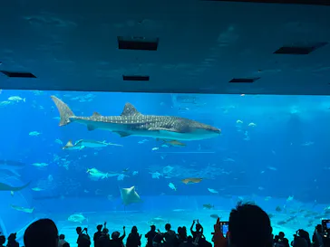 沖縄美ら海水族館に投稿された画像（2026/5/10）