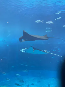 沖縄美ら海水族館に投稿された画像（2026/5/10）