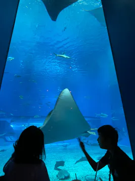 沖縄美ら海水族館に投稿された画像（2026/5/10）