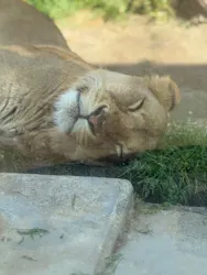 東武動物公園に投稿された画像（2026/5/10）