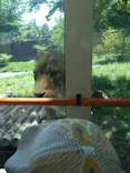 多摩動物公園 ライオンバス乗車券に投稿された画像（2026/5/10）
